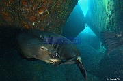 Zalophus californianus-La Paz Los Islotes-12m-20181025-Denis-ADER-DSC_0031_tn